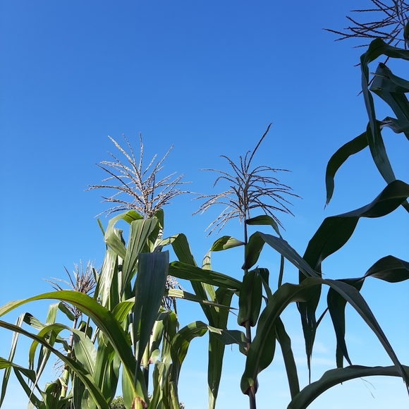 Meet your Posher, Sue - Picture 2 of 3